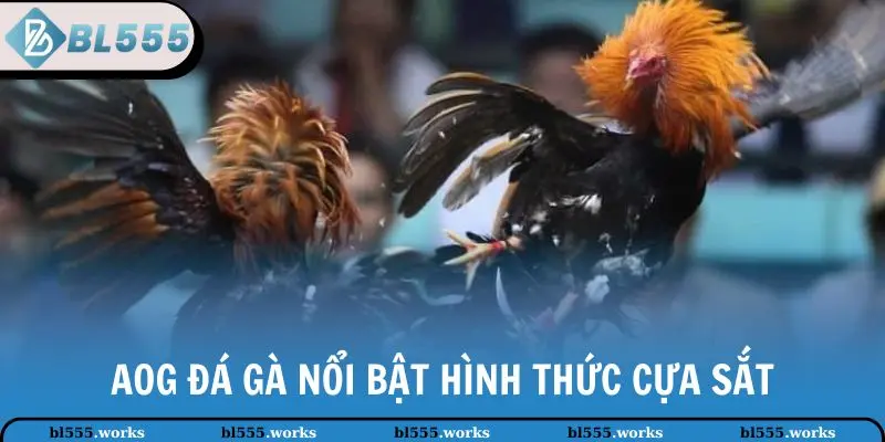 AOG đá gà nổi bật hình thức cựa sắt
