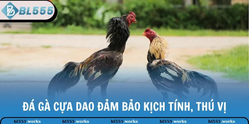 Đá gà cựa dao đảm bảo kịch tính, thú vị