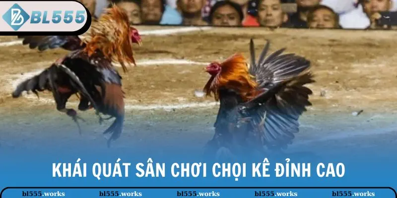 Khái quát sân chơi chọi kê đỉnh cao