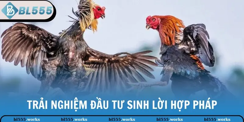 Trải nghiệm đầu tư sinh lời hợp pháp
